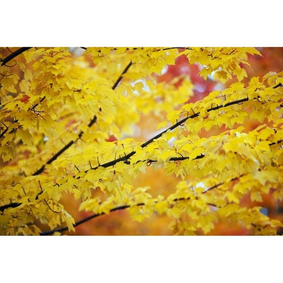 Posterazzi DPI1871302LARGE Oregon United States of America - Yellow Leaves on A Tree In Autumn Poster Print, 38 x 24