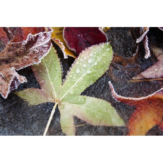 Posterazzi DPI1871364LARGE Autumn Colored Leaves Frozen In A Creek Poster Print, 38 x 24