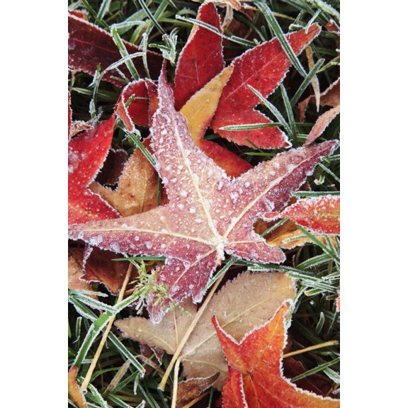 Posterazzi DPI1871365 Fall Colored Leaves Covered In Frost Poster Print, 12 x 19