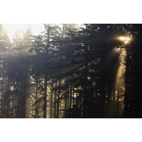 Posterazzi DPI1871383 Oregon Cascades Oregon United States of America - Sun Shining Through the Trees & Fog Poster Print, 18 x 12