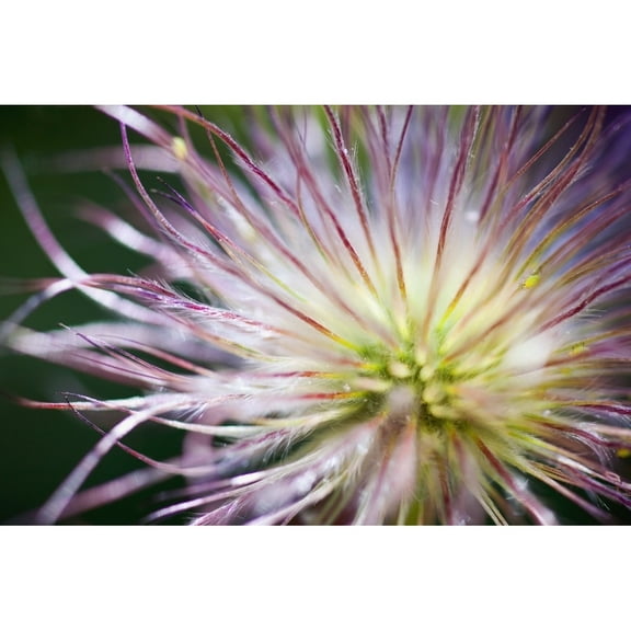 Posterazzi DPI1871413LARGE Oregon United States of America - Close-Up of A Flower Poster Print, 38 x 24