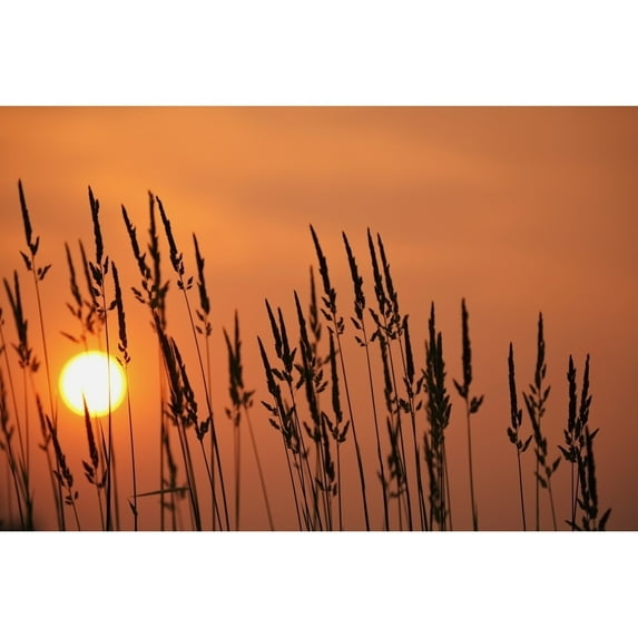 Posterazzi DPI1871416 Tall Grass In A Sunset Poster Print, 19 x 12