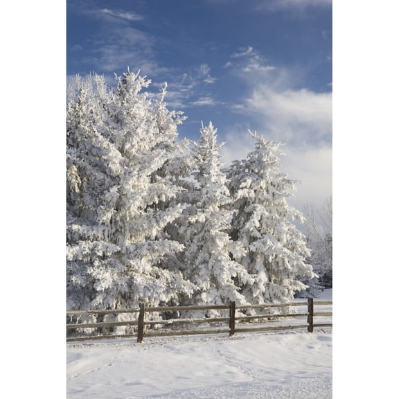 Posterazzi DPI1875365LARGE Calgary, Alberta, Canada - Snow Covered Evergreen Trees & A Wooden Fence Poster Print, 24 x 38 - Large