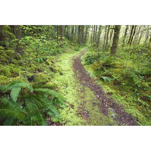 Posterazzi DPI1875550LARGE A Trail Leading Through The Forest Poster Print, 38 x 24 - Large