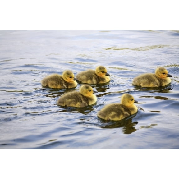 Posterazzi DPI1875898LARGE Five Goslings In The Water Poster Print, 38 x 24 - Large