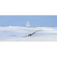 thumbnail image 1 of Posterazzi DPI1876448 Parkland County, Alberta, Canada - A Tree & Fence In A Snow Covered Field In Winter Poster Print, 22 x 10, 1 of 1
