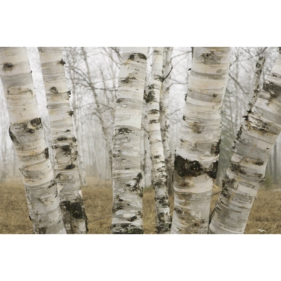Posterazzi DPI1876460 Ontario, Canada - Birch Trees In The Fog In Early Spring Poster Print, 19 x 12