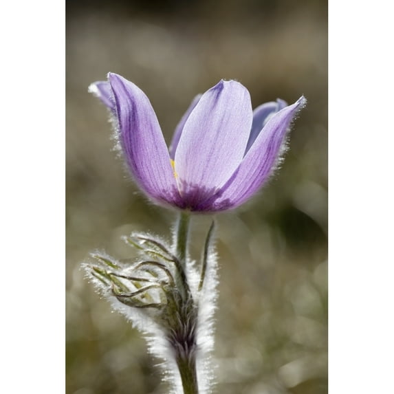 Posterazzi DPI1876822 Calgary, Alberta, Canada - A Prairie Crocus Pulsatilla Poster Print, 13 x 20