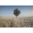 thumbnail image 1 of Posterazzi DPI1877051LARGE Frost On Tall Grass - Thunder Bay, Ontario, Canada Poster Print, 38 x 24 - Large, 1 of 3