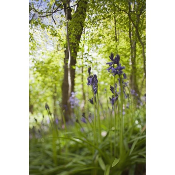 Posterazzi DPI1878060 Wildflowers & Trees Illuminated By Sunlight - Northumberland, England Poster Print, 12 x 19