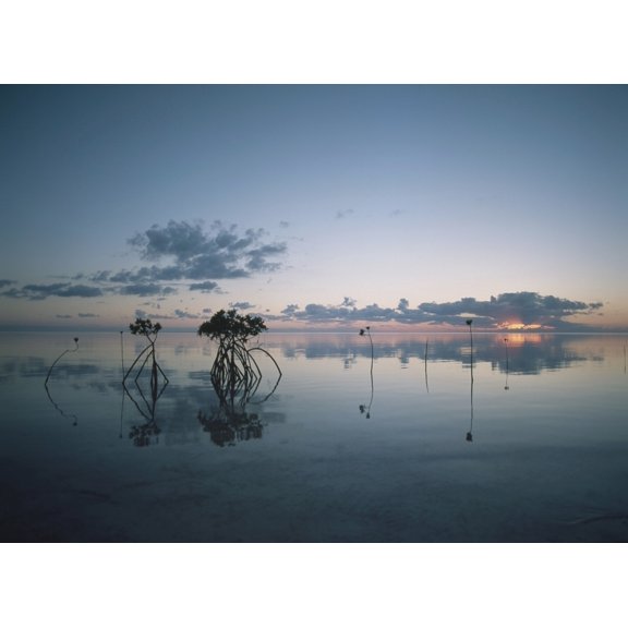 Posterazzi DPI1878304LARGE Looking Out to Sea Past Mangrove Shoots At Sunset Poster Print, 36 x 26 - Large