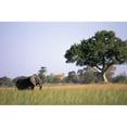 thumbnail image 1 of Posterazzi DPI1879050LARGE Elephant Grazing In Water Meadows Poster Print, 34 x 22 - Large, 1 of 3