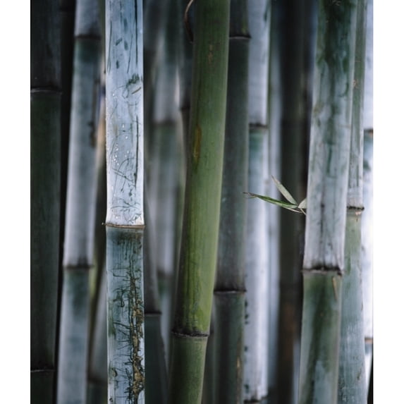 Posterazzi DPI1879479LARGE Detail of Green Bamboo In Bamboo Park, Chengdu, Sichuan Poster Print, 26 x 30 - Large