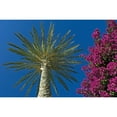 thumbnail image 1 of Posterazzi DPI1879830 Palm Tree & Pink Flowers, Close Up Poster Print, 17 x 11, 1 of 3
