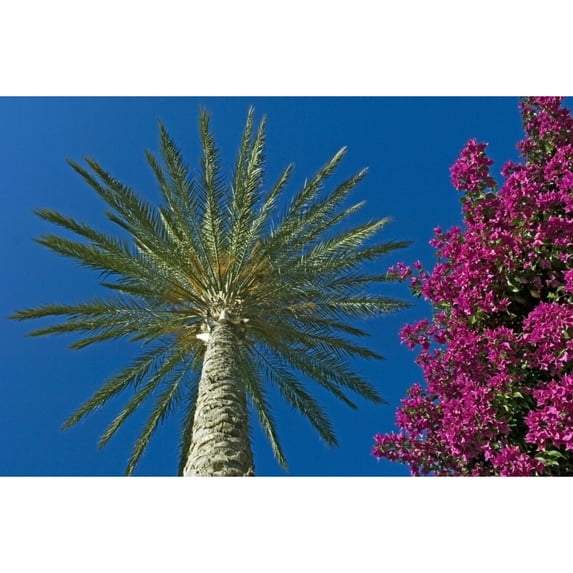 Posterazzi DPI1879830 Palm Tree & Pink Flowers, Close Up Poster Print, 17 x 11