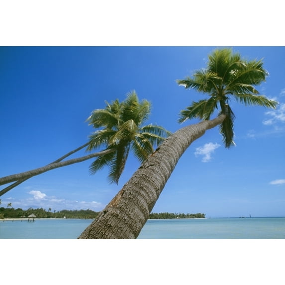Posterazzi DPI1880308 Palm Trees On A Tropical Beach, Fiji Poster Print, 17 x 11