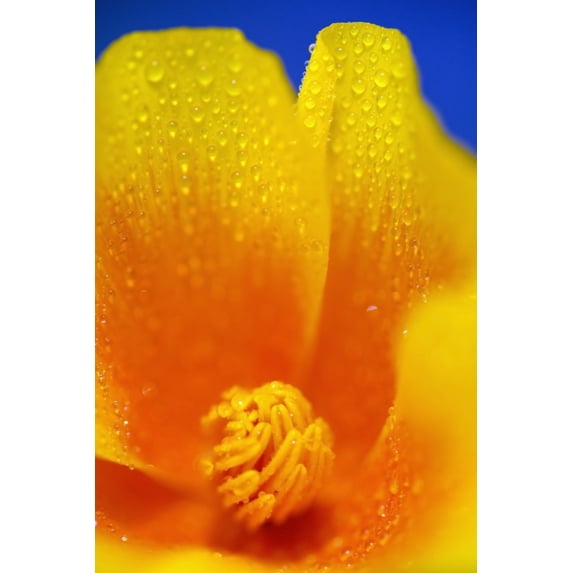Posterazzi DPI1880739LARGE Close Up of A Poppy with Dew On The Petals - Happy Valley, Oregon, USA Poster Print, 24 x 38 - Large