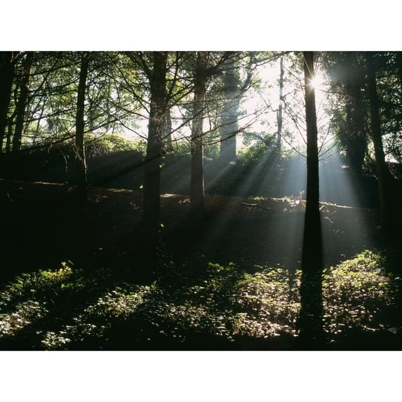 Posterazzi DPI1880785LARGE Sun Shining Through The Trees Poster Print, 34 x 26 - Large