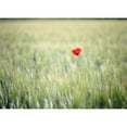 thumbnail image 1 of Posterazzi DPI1880799 Red Poppy In Wheat Field Poster Print, 16 x 12, 1 of 3