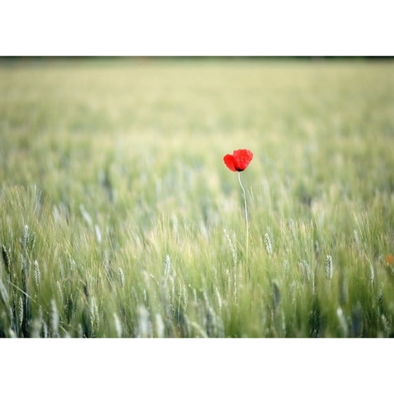 Posterazzi DPI1880799 Red Poppy In Wheat Field Poster Print, 16 x 12