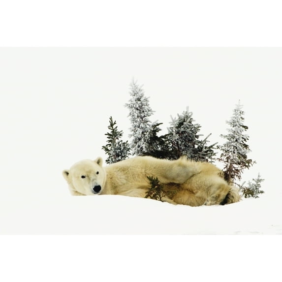 Posterazzi DPI1881222LARGE A Polar Bear Ursus Maritimus Photographed At Wapusk National Park - Churchill, Manitoba, Canada Poster Print, 34 x 22 - Large
