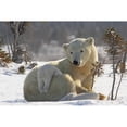 thumbnail image 1 of Posterazzi DPI1881228LARGE Mother Polar Bear Ursus Maritimus Playing with Her Cub In The Snow In Wapusk National Park - Churchill, Manitoba, Canada Poster Print, 34 x 22 - Large, 1 of 3