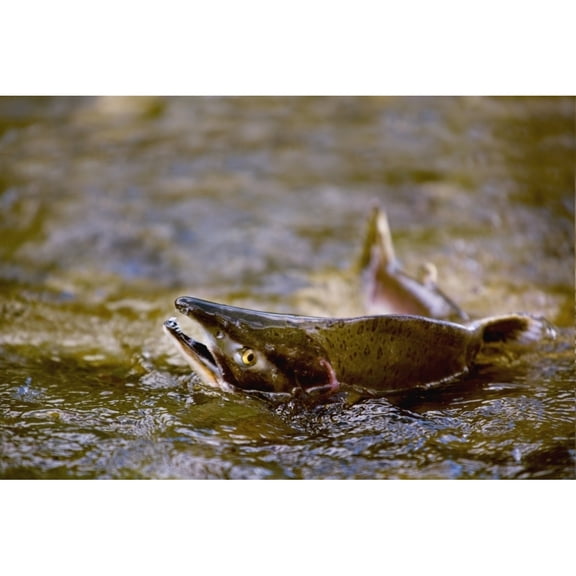 Posterazzi DPI1881248 Pink Salmon Struggling to Return to Their Spawning Stream to Lay Their Eggs - British Columbia, Canada Poster Print, 20 x 13