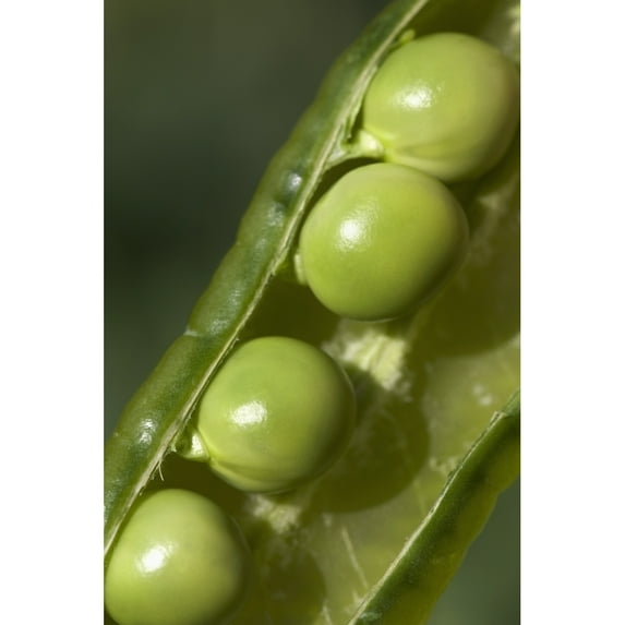 Posterazzi DPI1882669LARGE An Opened Green Pea Pod - Alberta, Canada Poster Print, 26 x 40 - Large