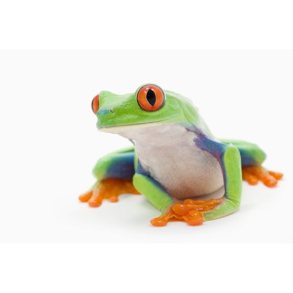 Posterazzi DPI1882698LARGE Red-Eyed Treefrog Agalychnis Callidryas - Alberta, Canada Poster Print, 34 x 22 - Large