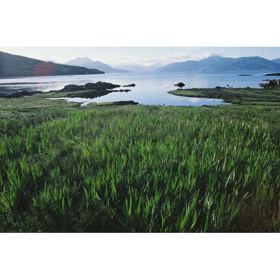 Posterazzi DPI1884397LARGE Field of Grass & Coastline Poster Print, 38 x 24 - Large
