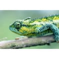 thumbnail image 1 of Posterazzi DPI1886279 Chameleon In The Forests of Mt Meru, Close Up Poster Print, 19 x 12, 1 of 3