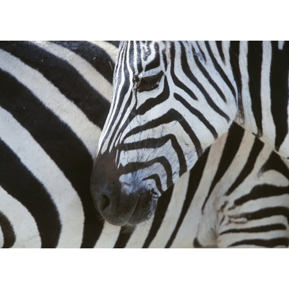 Posterazzi DPI1886287LARGE Zebras Face & Mid Body, Close Up Poster Print, 36 x 26 - Large