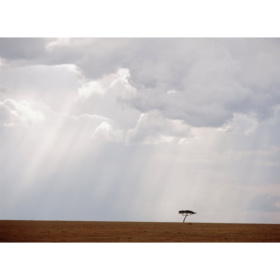 Posterazzi DPI1888491 Flat-Topped Acacia Tree Beneath Stormy Skies Poster Print, 16 x 12
