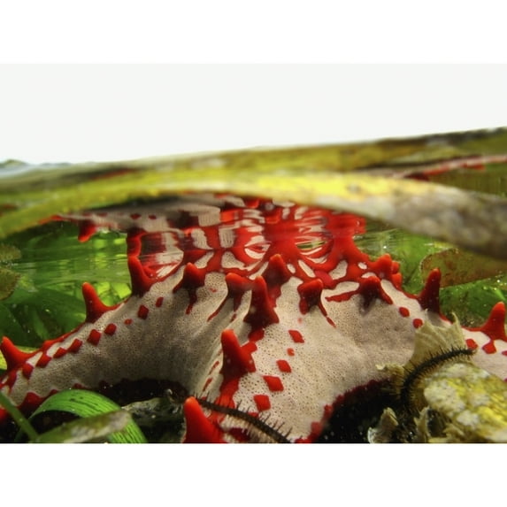 Posterazzi DPI1889581LARGE Brightly Colored Starfish In A Pool On The Reef Poster Print, 34 x 26 - Large