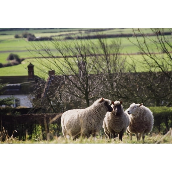 Posterazzi DPI1889910 Three Sheep In A Field with Stone Houses & Pastures In The Background Poster Print, 18 x 12