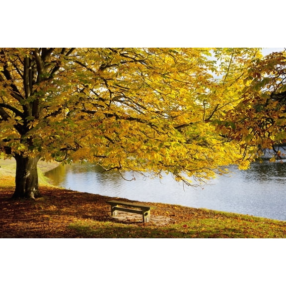 Posterazzi DPI1890811LARGE A Large Tree & Bench Along The Water In Autumn - North Yorkshire, England Poster Print, 38 x 24 - Large