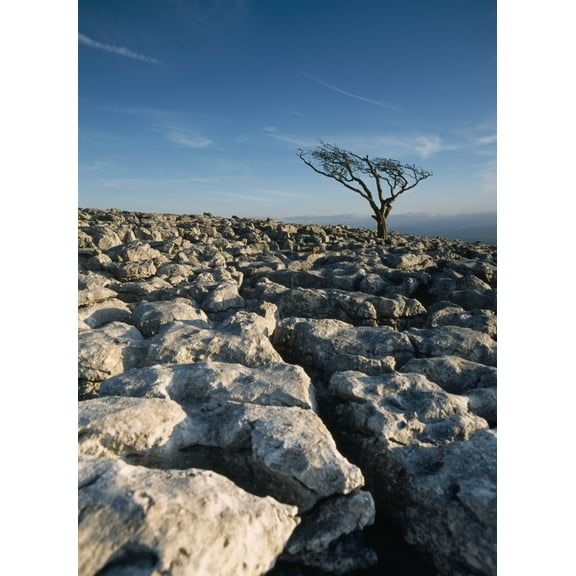 Posterazzi DPI1891685 Hawthorne Tree On Limestone Pavement Poster Print, 13 x 18