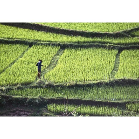 Posterazzi DPI1892061 Farmer In Rice Paddy, Elevated View Poster Print, 18 x 12