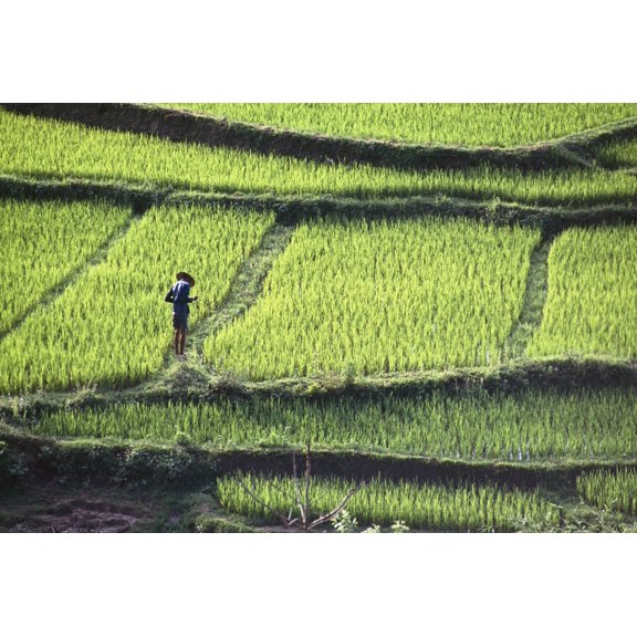 Posterazzi DPI1892061 Farmer In Rice Paddy, Elevated View Poster Print, 18 x 12