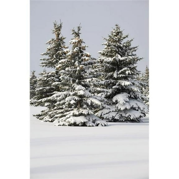 Posterazzi DPI1895287 Snow Covered Evergreen Trees - Calgary, Alberta, Canada Poster Print, 13 x 20