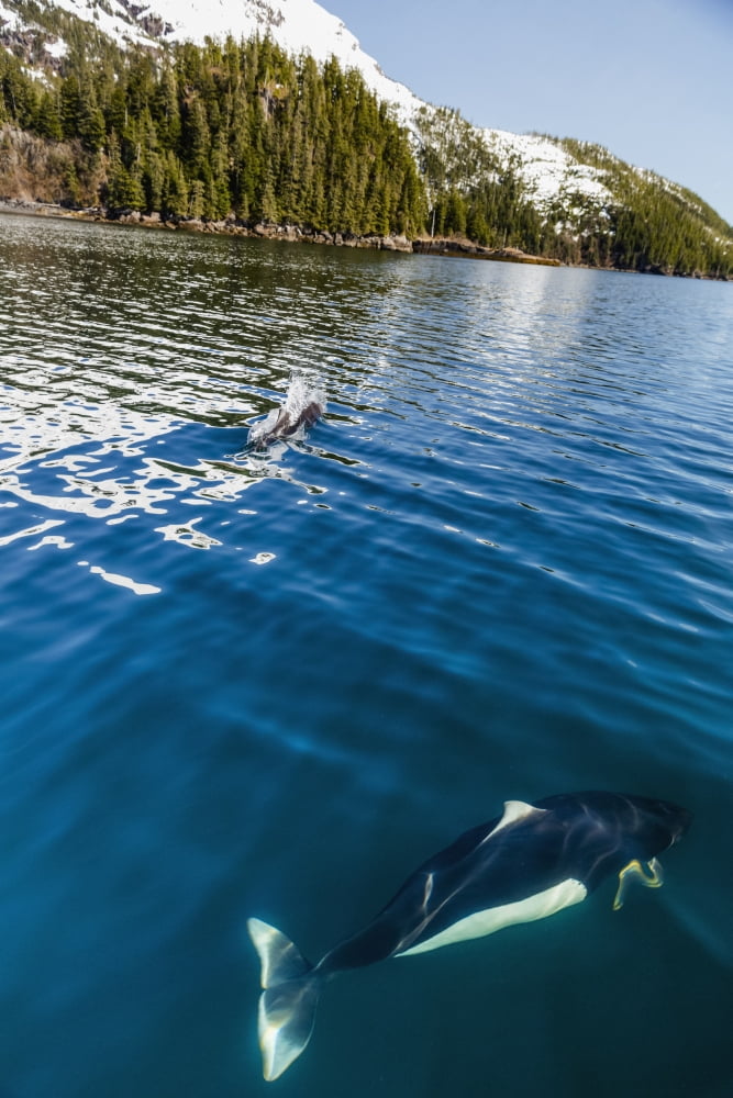 Posterazzi Dalls Porpoises swimming at the surface of the ocean Prince William Sound Whittier Southcentral Alaska USA Winter Canvas Art - Kevin Smith Design Pics (24 x 38)