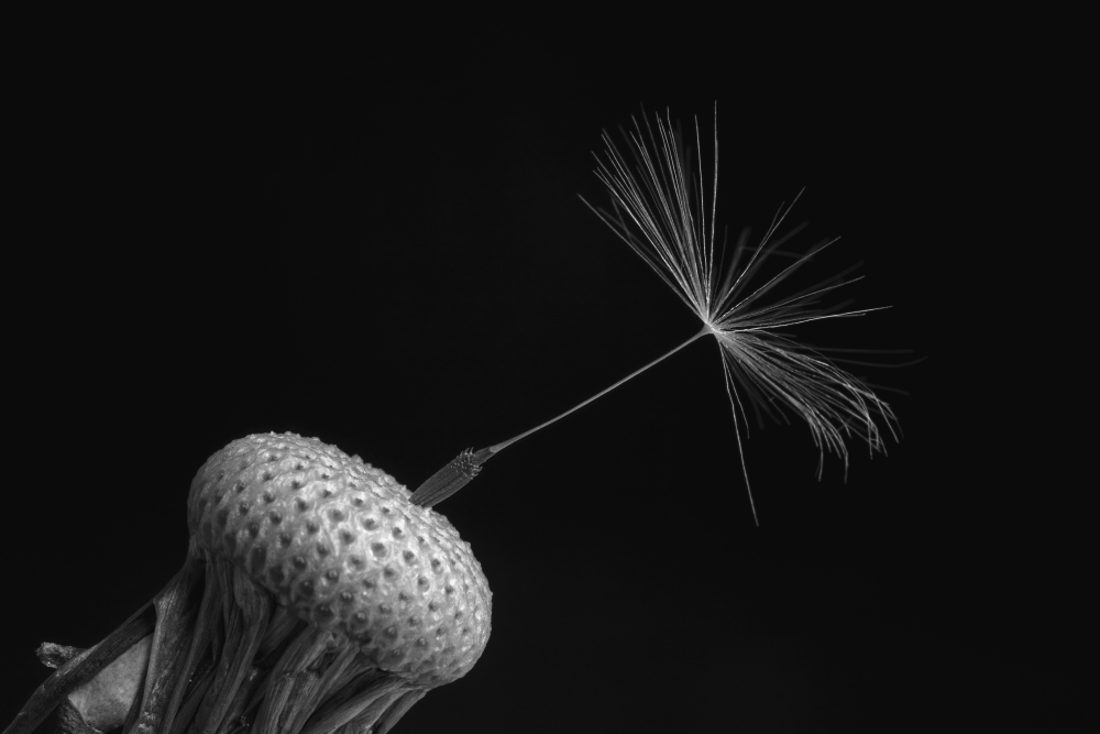 Posterazzi Dandelion seed Waterloo Quebec Canada Canvas Art - David Chapman  Design Pics (38 x 24)
