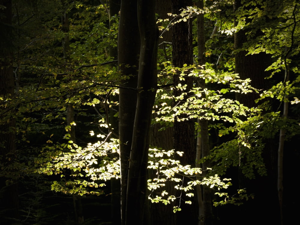 Posterazzi Dappled Sunlight On Green Leaves In Tollymore Forest Park Bryansford County Down Northern Ireland Canvas Art - Peter McCabe Design Pics (36 x 26)
