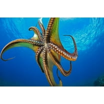 Posterazzi DPI12304326 Day Octopus Cyanea in Mid-Water - Hawaii United States of America Poster Print by Dave Fleetham, 19 x 12