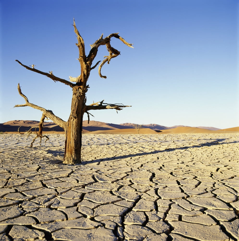 Posterazzi Dead Tree In Cracked Earth In Desert Canvas Art - Sasha Gusov  Design Pics (24 x 24)