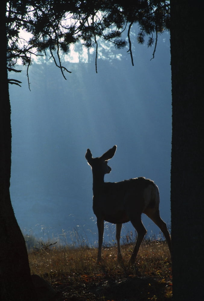 Posterazzi Deer In A Forest Canvas Art - Natural Selection David Ponton Design Pics (24 x 36)
