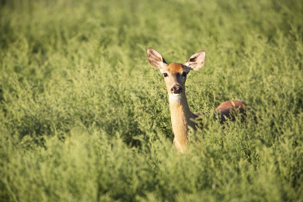 Posterazzi Deer In The Brush Canvas Art - Richard Wear Design Pics (34 x 22)