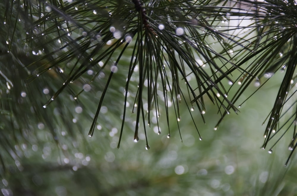 Posterazzi Dew drops on pine needlesLake of the woods ontario canada Canvas Art - Keith Levit Design Pics (38 x 24)