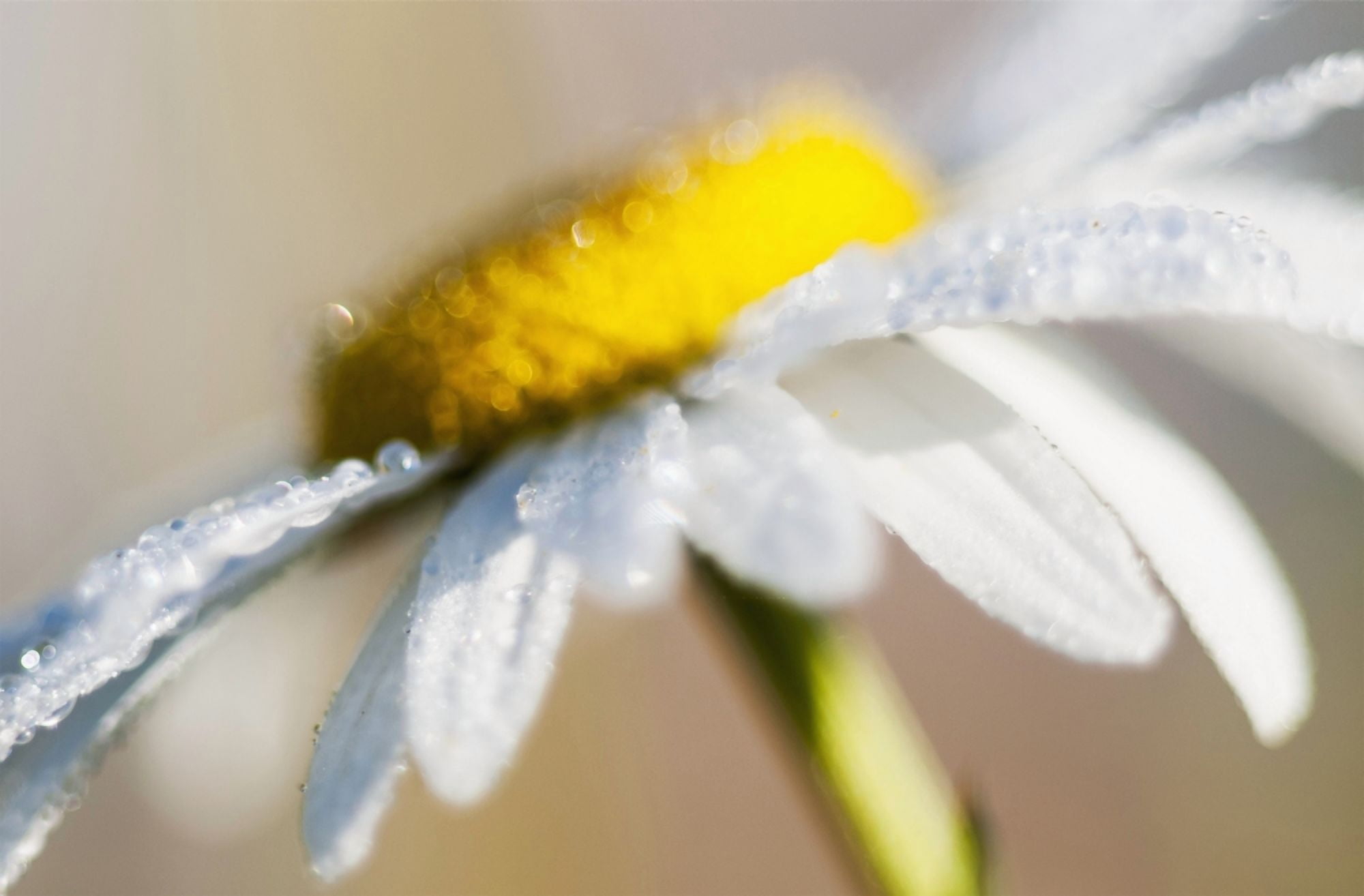 Posterazzi Dew on a daisy sparkles in the sunlight Astoria Oregon United States of America Canvas Art - Robert L Potts Design Pics (38 x 24)