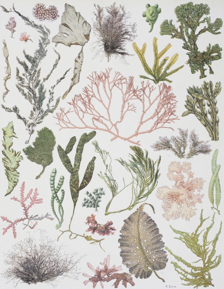 Posterazzi Different Strains Of Seaweed From Enciclopedia Ilustrada Segu Canvas Art - Ken Welsh  Design Pics (26 x 34)